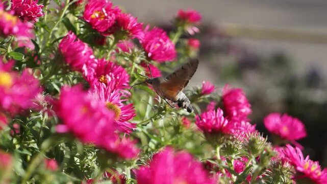 The hummingbird hawk-moth is a butterfly from the hawk moth family (Sphingidae). The hummingbird hawk-moth (Latin Macroglossum stellatarum) collects nectar from flowers. Autumn, October 2024.