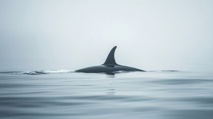 Fototapeta premium Orca showing its dorsal fin while swimming in calm ocean waters on a misty morning
