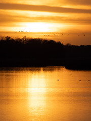 Fototapeta premium bright orange sunset reflecting on a lake as sandhill cranes fly over trees 