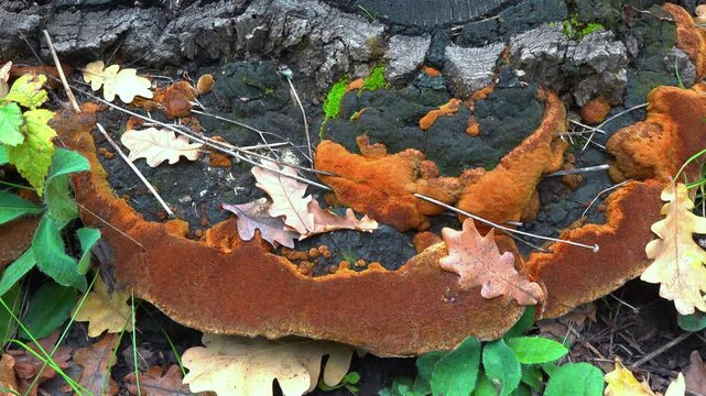 Phellinus robustus - saprophytic wood fungus on an old oak tree stump in a garden