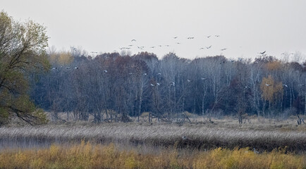 Flocks of Sandhill Cranes  fly over trees as others gather in ponds to roost during the fall migration