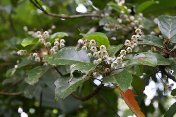 A view of Ceylon olive flowers blooming on the end of a twig