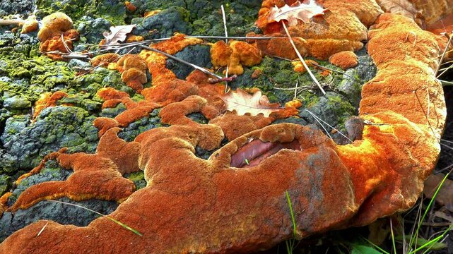 Phellinus robustus - saprophytic wood fungus on an old oak tree stump in a garden