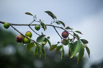 Myrciaria dubia _ Camu-camu