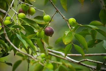Myrciaria dubia _ Camu-camu