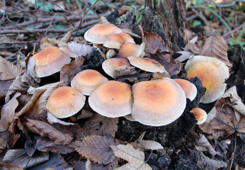 Hypholoma lateritium mushrooms grow in the wild in the forest