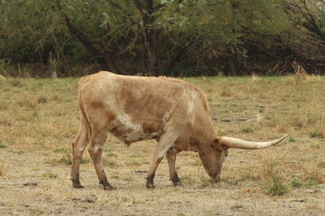 Longhorn cattle grazing in pasture