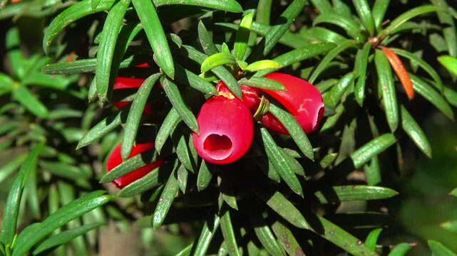 European yew Taxus baccata - poisonous red berries on an ornamental yew shrub in autumn in a park, Ukraine