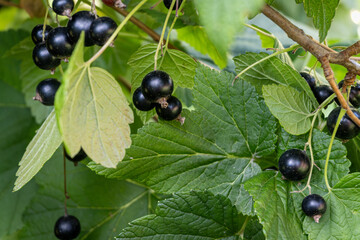 black currant bush
