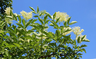 Elderberry black (Sambucus nigra) blooms in nature