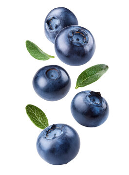 Falling blueberry berries on transparent