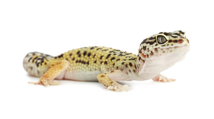 One beautiful gecko isolated on white. Exotic pet