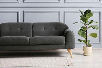 Stylish sofa and green plant near grey wall