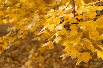 Yellowed maple leaves, incredible golden autumn