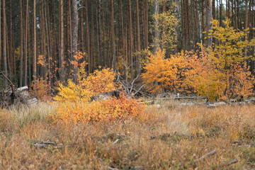 Picturesque forest in autumn golden colors