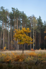 Picturesque lonely oak tree in the autumn forest