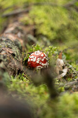 A beautiful but dangerous red fly agaric