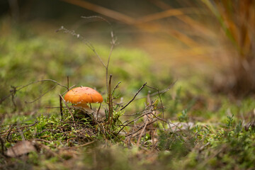 Mushroom hunting season in the autumn forest