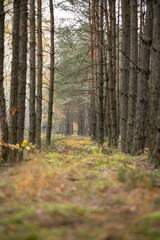 An unparalleled fairy-tale forest in an autumn atmosphere