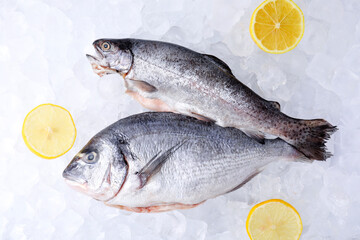 Sea food. Fresh raw fish and lemons on ice cubes, flat lay
