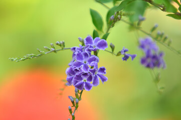 Duranta erecta in closeup at green background