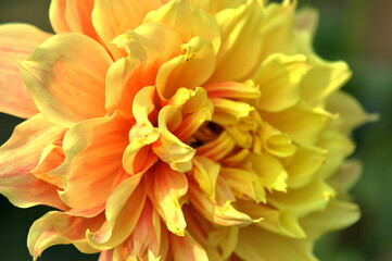 Fototapeta premium yellow dahlia flower