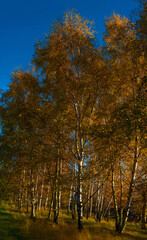 yellow birches against the blue sky