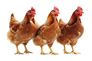 Fototapeta premium Three Brown Hens in a Row: A Close-Up Look at Farm Life