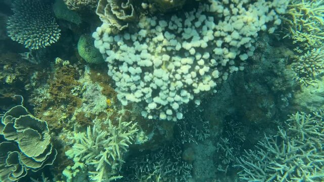 Marine life in healthy corals
