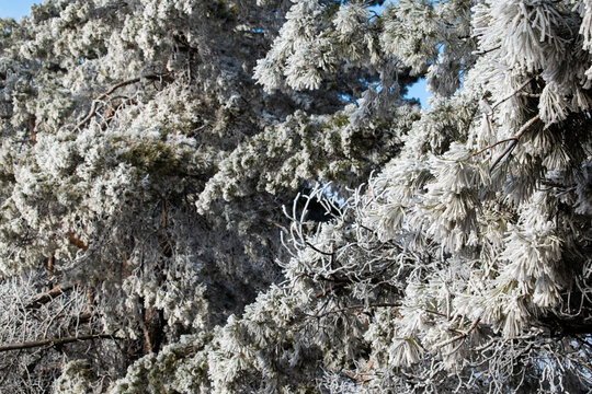 Beautiful winter. Frost that covered every branch of the tree. Khmelnitsky region, Ukraine.
