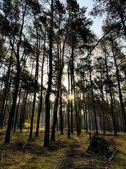 Sunrise in the woods in October