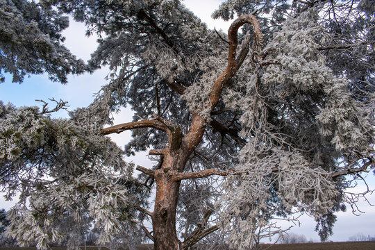 Beautiful winter. Frost that covered every branch of the tree. Khmelnitsky region, Ukraine.
