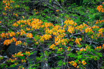 Orange Flamboyant tree, Peacock flower, or Flame of the forest (Delonix regia) blooming in tropical garden summer