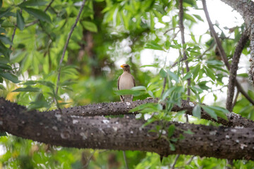 Orange thrush Turdus rufiventris , sabiá-laranjeira. A typical Brazilian bird with a harmonious and very beautiful song.