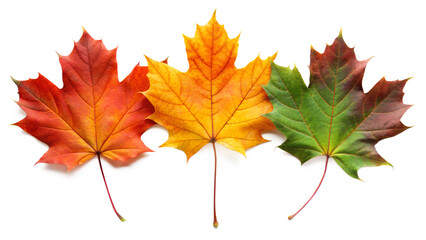 maple leaf isolated on white png
