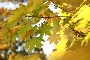 Beautiful maple tree with bright leaves outdoors, closeup