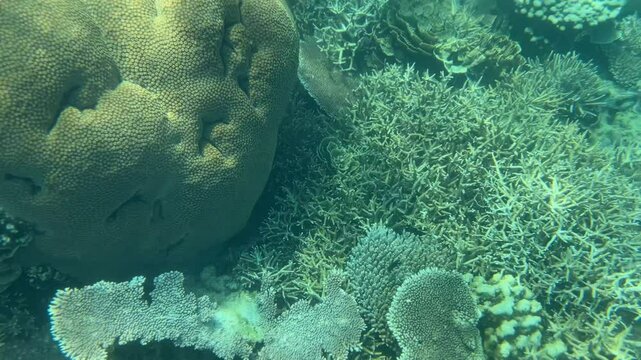 Marine life in healthy corals