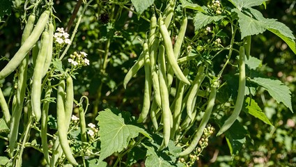 Fresh green beans growing vibrant pods and delicate flowers in sunlight