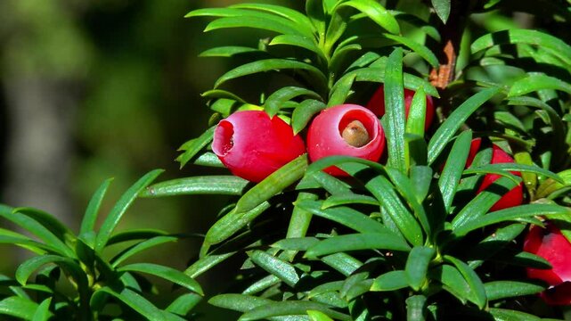 European yew Taxus baccata - poisonous red berries on an ornamental yew shrub in autumn in a park, Ukraine