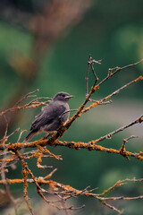 blackbird on a branch birds 