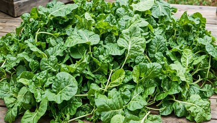 Fresh green spinach leaves on wooden surface in garden