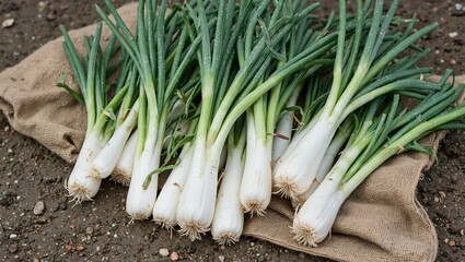 Freshly harvested leeks on burlap sack