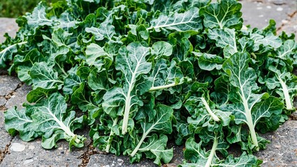 Freshly cut collard greens on stone surface showcasing broad dark green leaves with visible veins