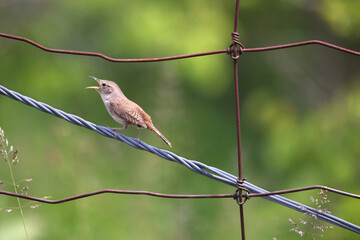 Northern House Wren Troglodytes aedon perched on a wire fence singing