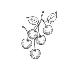 a black and white line drawing of a bunch of cherries