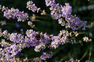 A Bee Collecting Nectar from Lavender Blossoms in Soft Evening Light