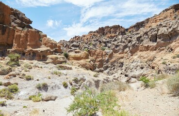 Fototapeta premium The Rings Loop Trail at California's Mojave National Preserve