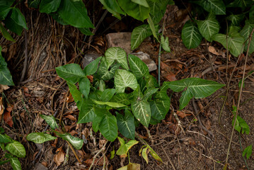 Plants and green leaves in a garden. Nature care.