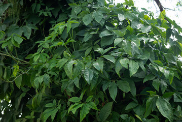 Branches of several green leaves of a plant. Preserved nature, environment.