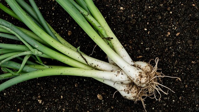 Freshly harvested green onions with white bulbs and soil remnants